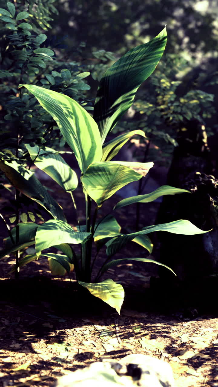 Lush green plants thrive in a serene forest environment during sunrise