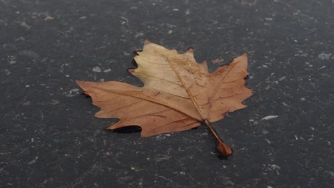 a single, brown maple leaf lies on the wet ground