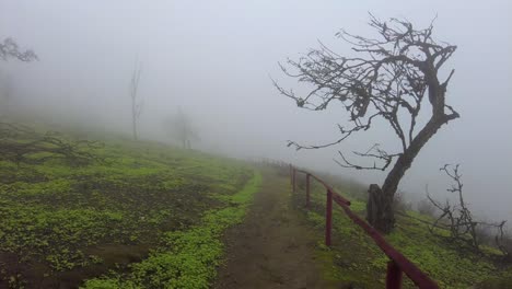 lachay, peru, natural foggy landscape