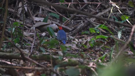 Seen-foraging-on-the-forest-ground-and-then-hops-towards-the-back-to-look-for-more-food,-Blue-Pitta-Hydrornis-cyaneus,-Thailand