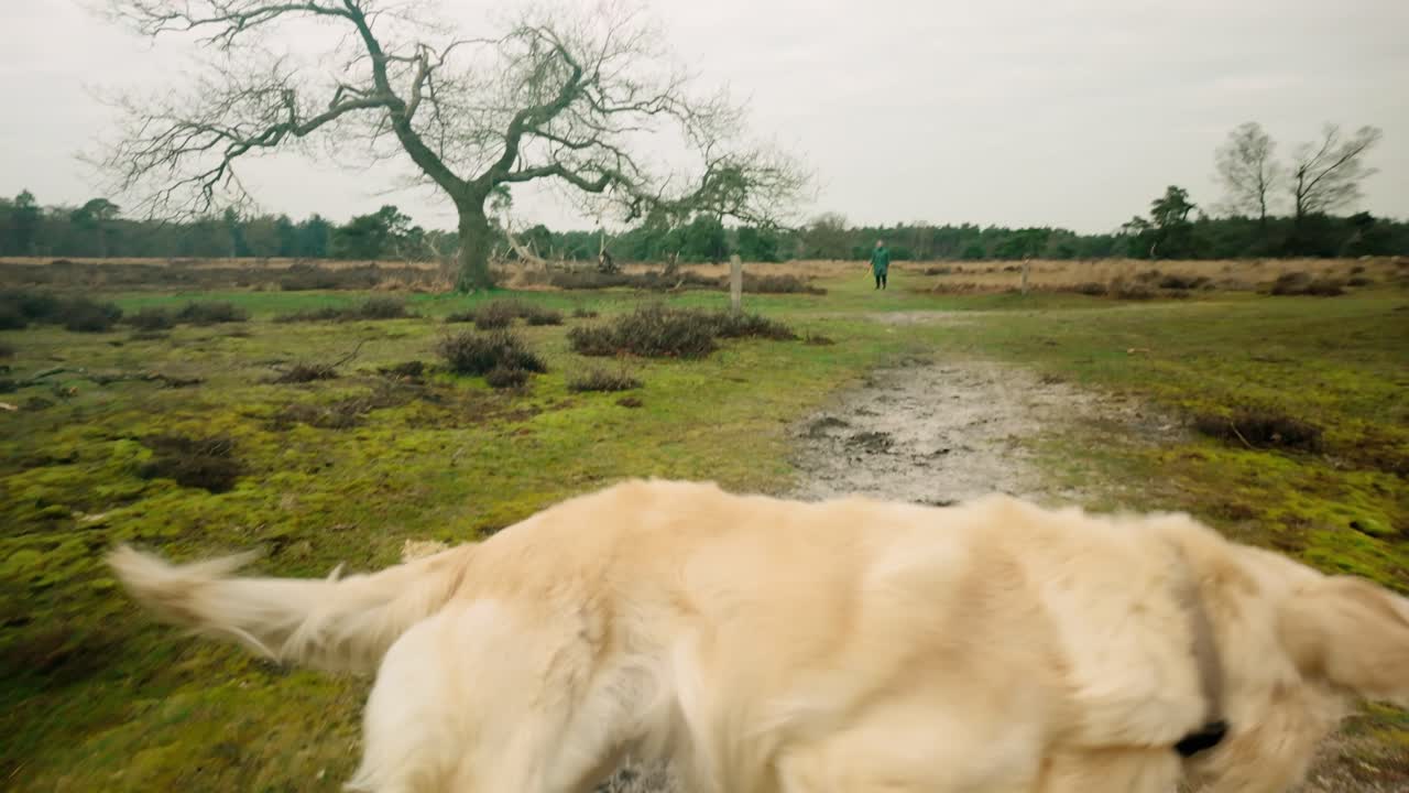 perro golden retriever blanco corriendo y tratando de atrapar una pelota en un paisaje de brezo de invierno, destacando su naturaleza lúdica en el paisaje al aire libre