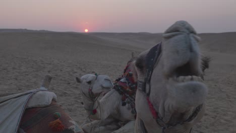 sunset in the desert, camels lying in the sand. egypt