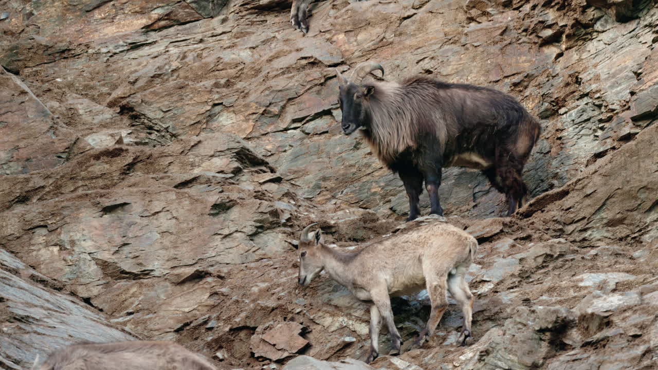 Tahr dell'Himalaya su una montagna rocciosa