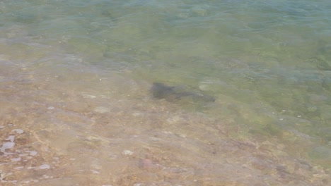 Baby-blacktip-reef-shark-pup-swimming-in-shallow-waters