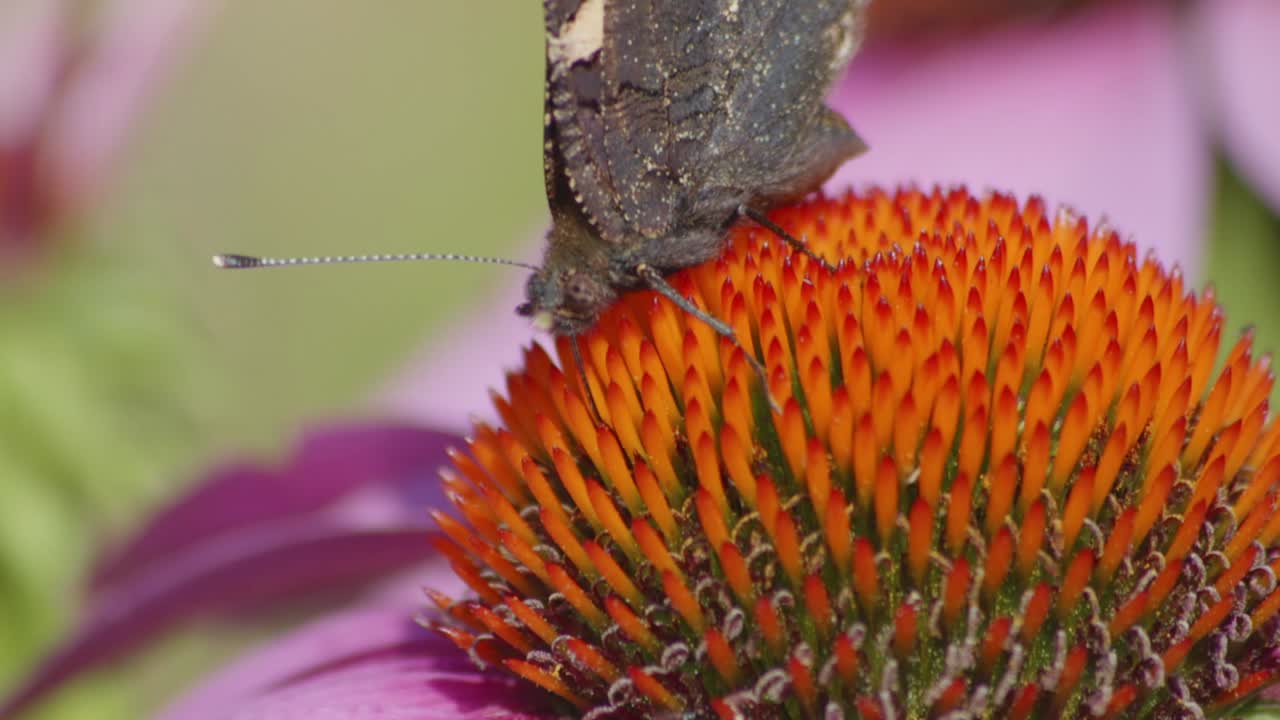 super primer plano de una mariposa oscura descansando sobre el ovario naranja dentro de la flor