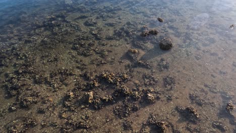 water pulling back from algae-covered rocks