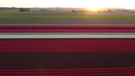 drone flying in front of colorful flower fields, during a vivid springtime sunrise