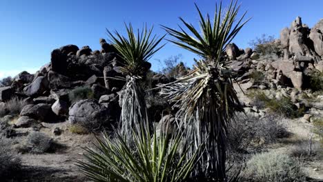 árboles y rocas jóvenes de joshua en el parque nacional joshua tree en california con video de gimbal en un círculo