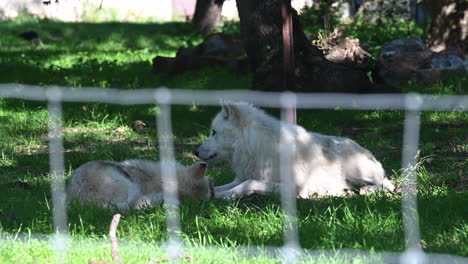 zoological park in france: two white polar wolf are behind a metal fence