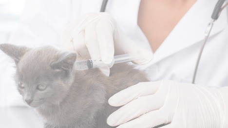 animation of caucasian female vet vaccinating cat