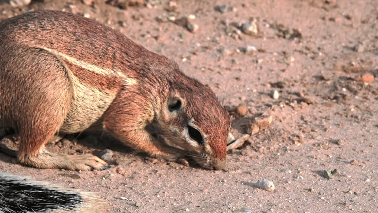 A ground squirrel sniffing the sand