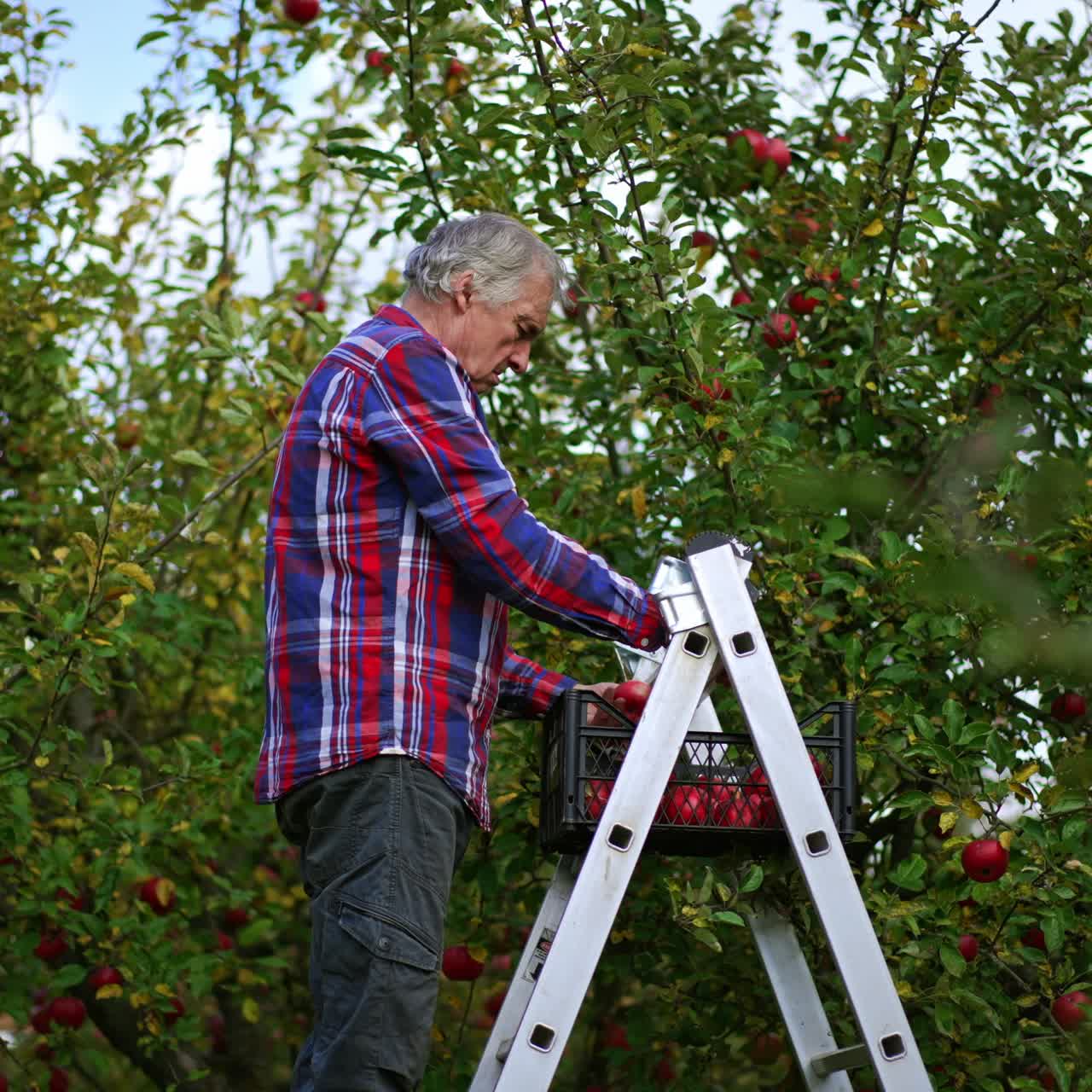 Busy farmer standing on the ladder gathers apples from tree. Harvesting season in the apple orchard