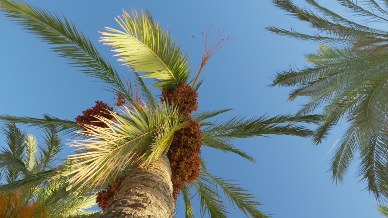 disparo dinámico de alto ángulo rodeando la palmera en un vibrante día de verano con cielos azules cristalinos