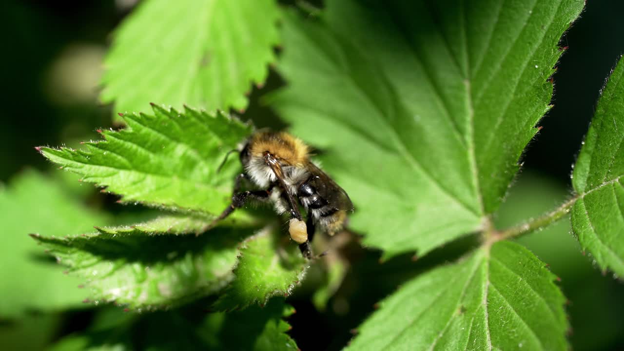 Large bumblebee climbing out of green leaves and flying away. Macro bee view in the wild.