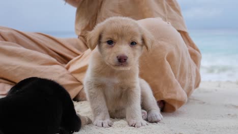 slow motion shot of adorable golden puppy laying down in sand in front of woman's legs at asu island, north sumatra, indonesia