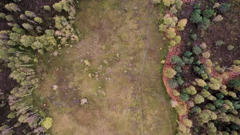 imágenes aéreas de drones que vuelan sobre un hábitat diverso de turberas y musgo sphagnum, un dosel diverso de árboles forestales nativos y páramos en loch kinord, muir of dinnet reserva natural nacional, escocia