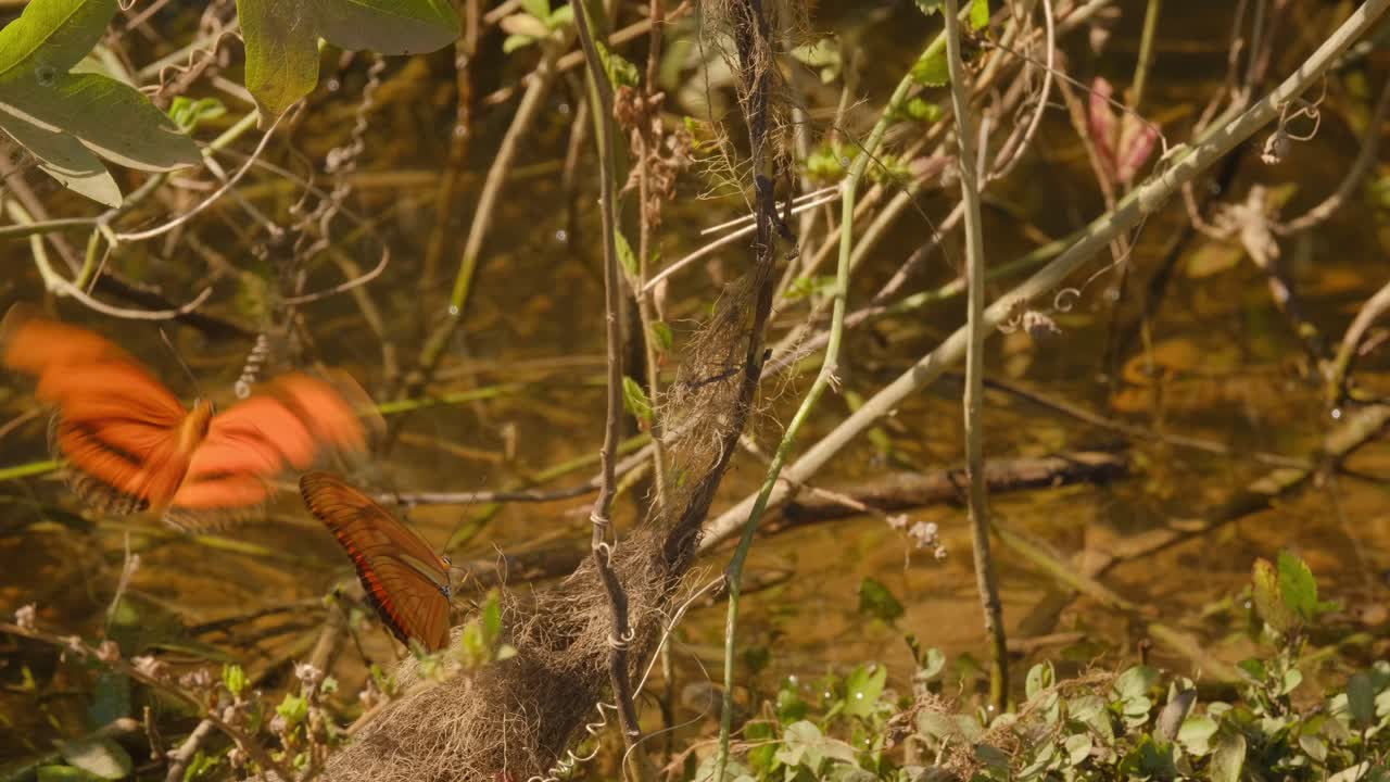 primer plano de mariposas naranjas reunidas cerca del agua del pantano, también conocidas como julia, dryas o mariposas de llama