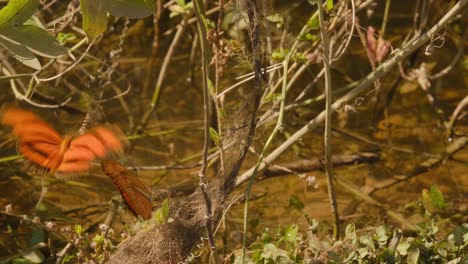 Close-up-of-orange-butterflies-gathered-near-swamp-water,-also-known-as-julia,-dryas,-or-flame-butterflies