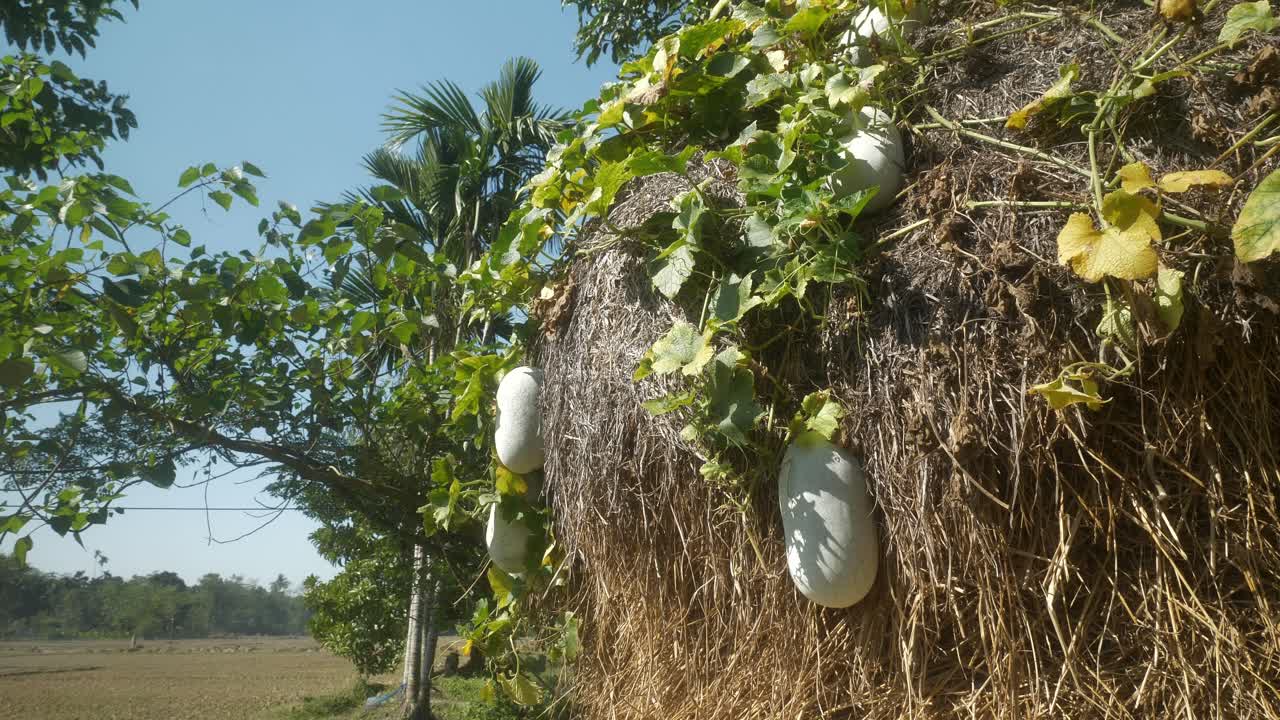 Wax gourd or winter melons growing in a green farm