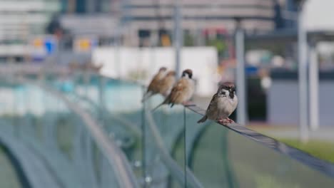 gorriones de árbol eurasiáticos en la ciudad