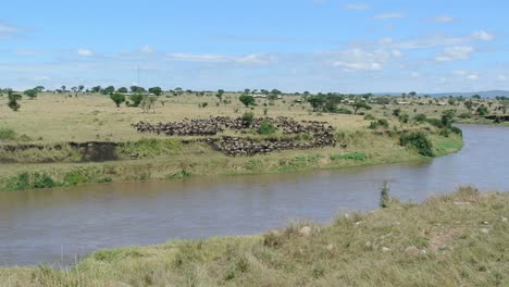 herd of wildebeest preparing to cross the mara river on the kenyan side during their annual great migration. serengeti national park, tanzania.