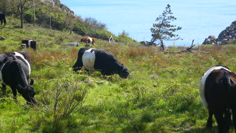 Vacas-En-Un-Campo-De-Vacas