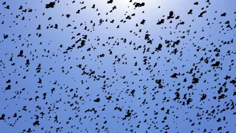 starlings fly in a coordinated mass silhouettes of birds flying in the sky loop backgrounds.
