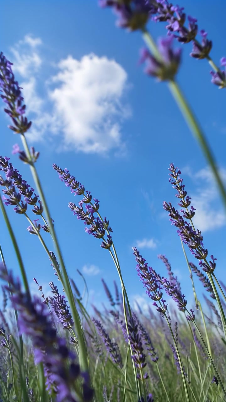 Alti steli di fiori viola si muovono dolcemente nella brezza sopra una fitta crescita di lavanda, mentre nuvole bianche alla deriva attraversano un cielo blu vivido in piena luce diurna da un punto di vista basso verso l'alto