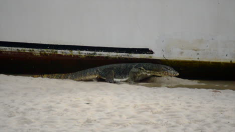 monitor lagarto buscando comida debajo de un barco y refrescándose en agua