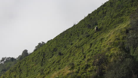 some yaks grazing on mountain pasture in the morning light and fog in the himalayas of nepal