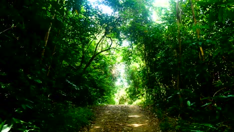 travel video walking view while hiking in the fresh rainforest or tropical forests background in travel concept.