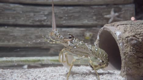 lobster walking in aquarium fish tank