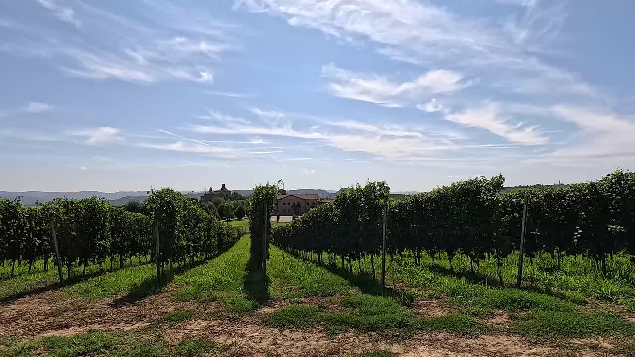 Vigneto lussureggiante con cielo suggestivo e nuvole