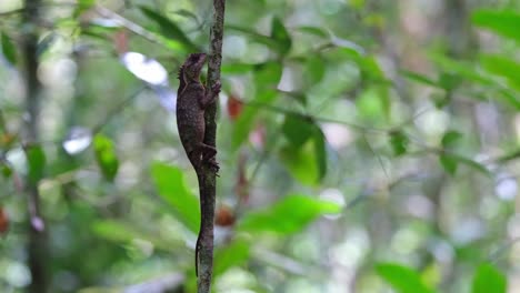 pegado inmóvil a este pequeño árbol que crece en el bosque, el lagarto arbóreo de vientre escamoso acanthosaura lepidogaster, tailandia