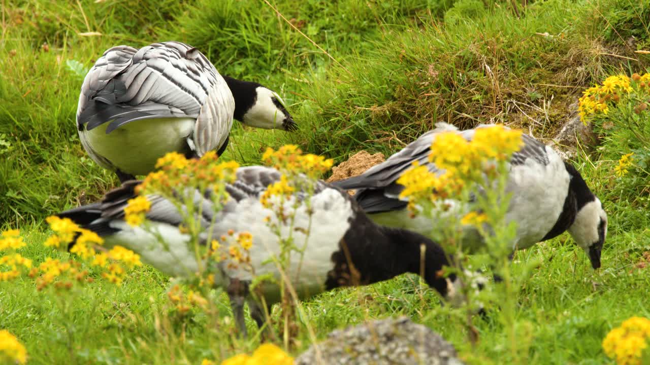 Two barnacle geese forage among yellow wildflowers in a lush, sunlit Highland meadow
