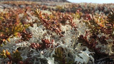 Arctic-Tundra-lichen-moss-close-up.-Found-primarily-in-areas-of-Arctic-Tundra,-alpine-tundra,-it-is-extremely-cold-hardy.-Cladonia-rangiferina,-also-known-as-reindeer-cup-lichen.