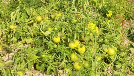tomates verdes sin madurar en el campo agrícola. tiro estático