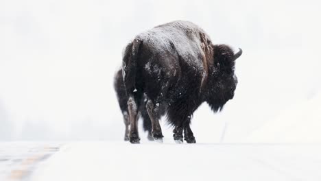 bisonte de búfalo en el invierno en montana