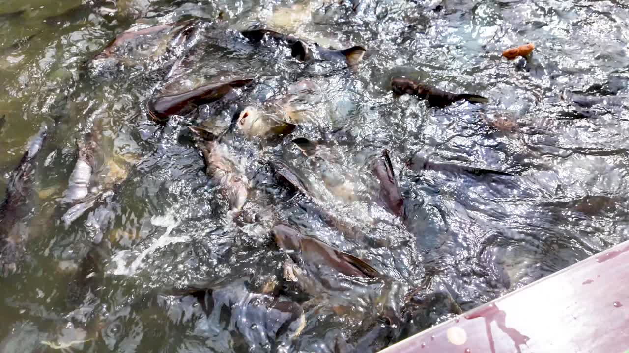 People feed bread to fish along the Chao Phraya River, creating a calm, reflective water scene