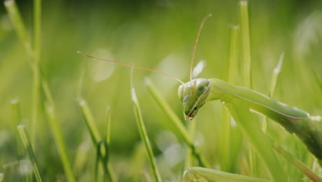 The-praying-mantis-hides-in-the-green-grass-and-blends-into-the-background.