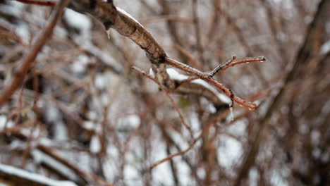 detailed close-up of frosted tree branch coated with a delicate layer of ice and icicles, showcasing intricate textures of the frozen surface against a softly blurred background of winter trees