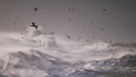mar tormentoso con pájaros