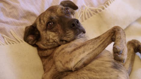 the dog lies on his back in bed and looks at the camera