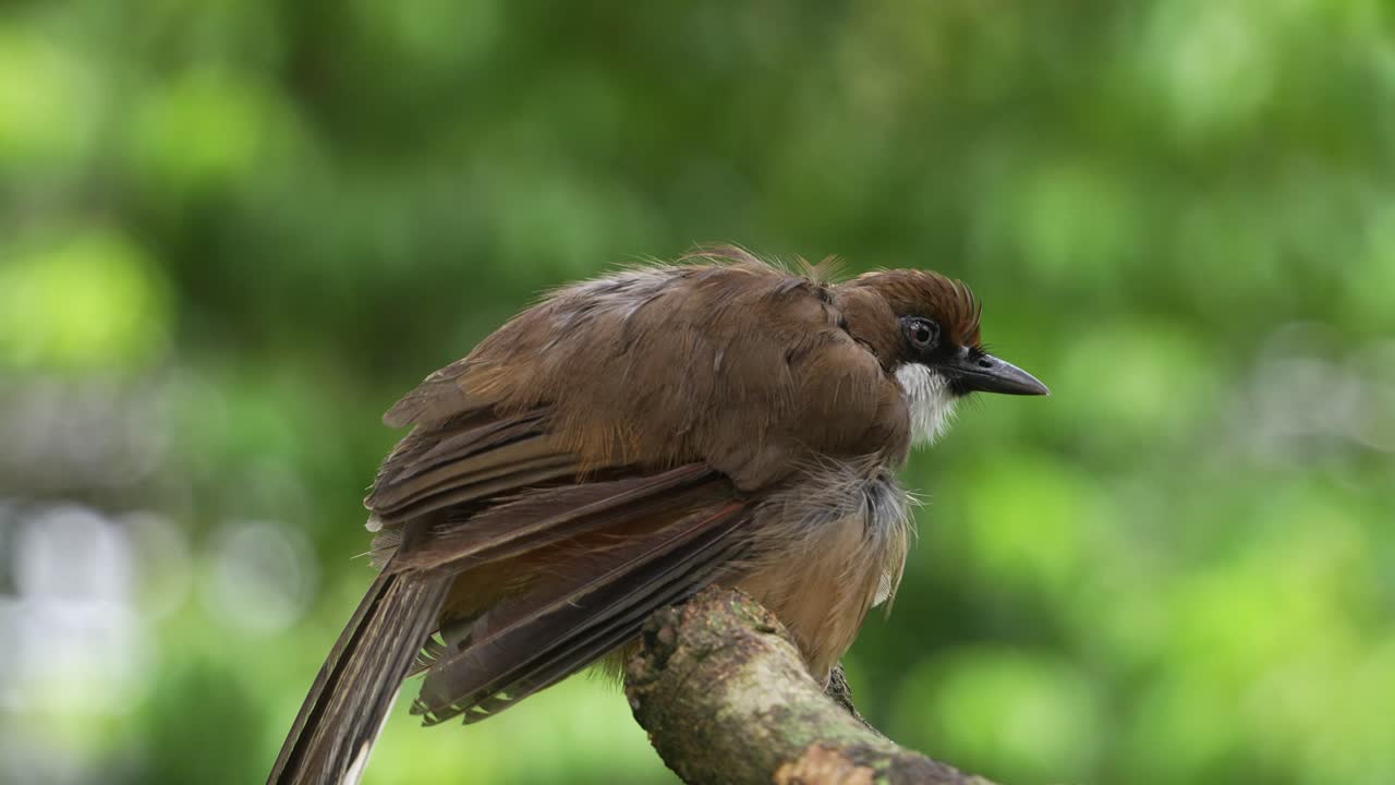 Garrulo golabianca selvatico (Pterorhinus albogularis) avvistato appollaiato su un ramo d'albero in stato di massima allerta, mentre osserva l'ambiente circostante; l'uccello presenta una grave perdita di piume nella zona del collo, primo piano