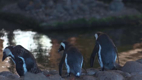 wild penguins swimming in a pond