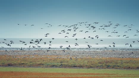 a giant flock of wild geese, swirling and gliding above the strand