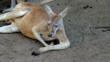 closeup of a male red kangaroo lounging on the ground