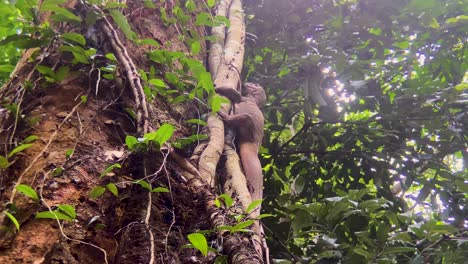 large lizard clinging on vines at the side of a tall tree - close up