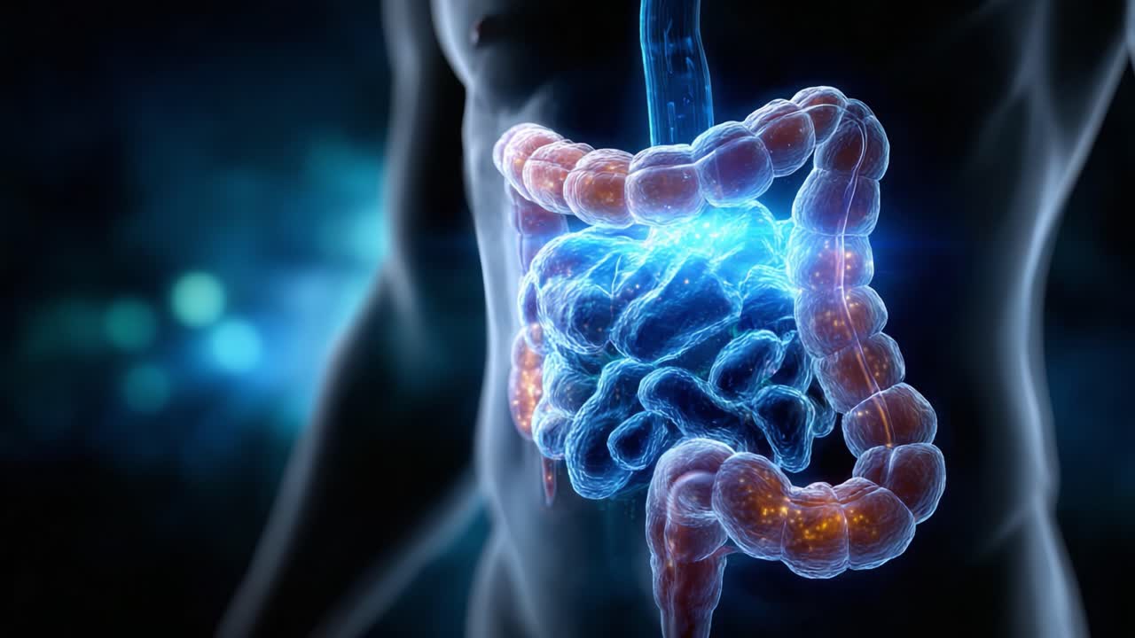 A Stunning Visualization of the Human Digestive System: Exploring the Complexities of the Intestinal Tract and Its Vital Role in Nutrition and Digestion