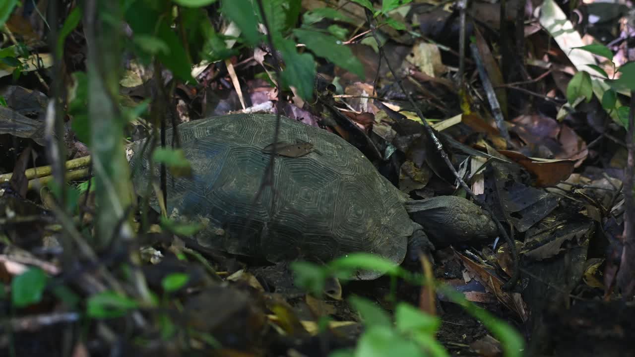 더 많은 음식, 아시아 숲 거북, 마누리아 에미스, kaeng krachan 국립 공원, 태국을 찾기 위해 땅에 머리를 파고 있는 모습
